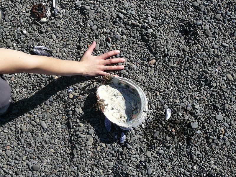 P1060671.JPG - Giant Abalone (Paua) shell