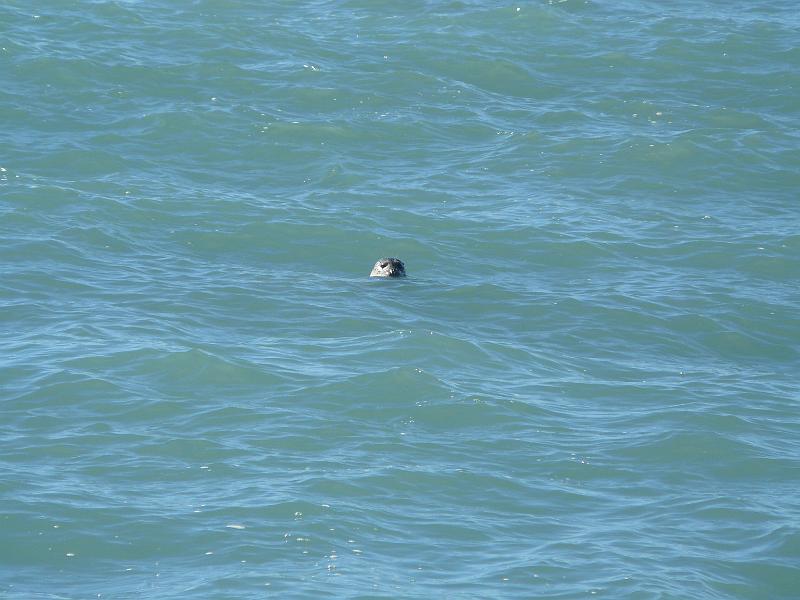 P1060672.JPG - Awwww. These seals were eyeballing us for ten minutes while we walked along the beach