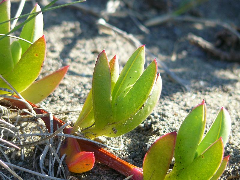P1060682.JPG - Cool succulent ground vine