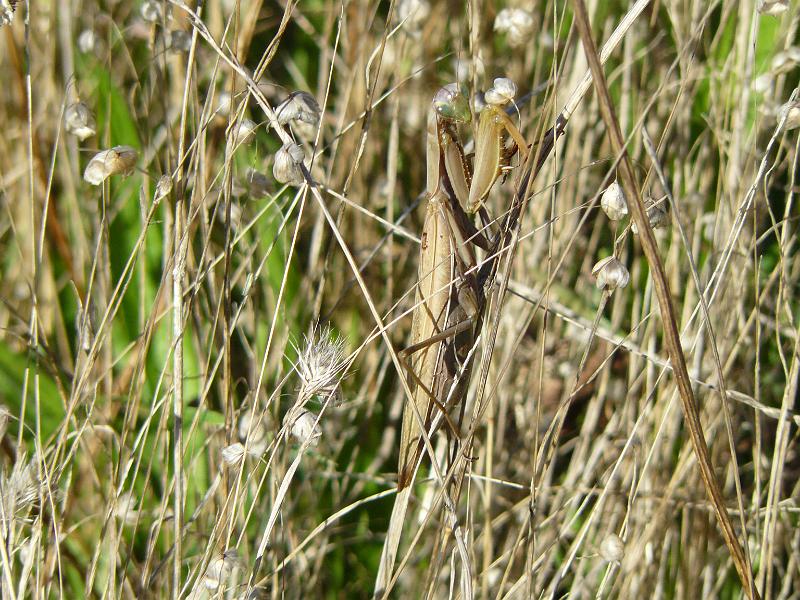 P1060709.JPG - "Dear God, please don't let these gargantuan humans see me. Oh shit."