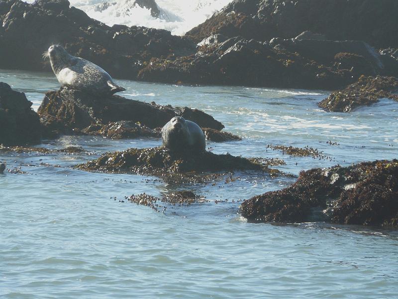 P1060747.JPG - Arrrf arrf