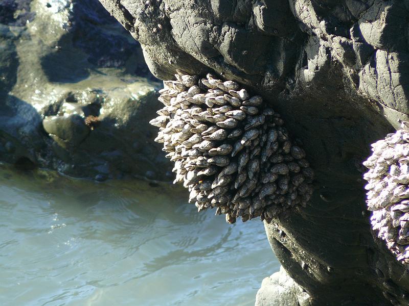 P1060751.JPG - Weird shells. They looked alien.