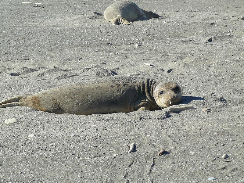 P1060754.JPG - Rebecca almost stepped on these guys they were so well camouflaged. Didn't really make any fuss, just kept scopping sand on themselves.