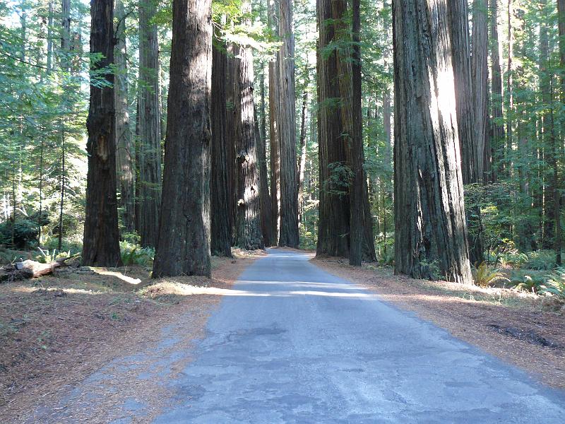 P1060766.JPG - Redwood forests.