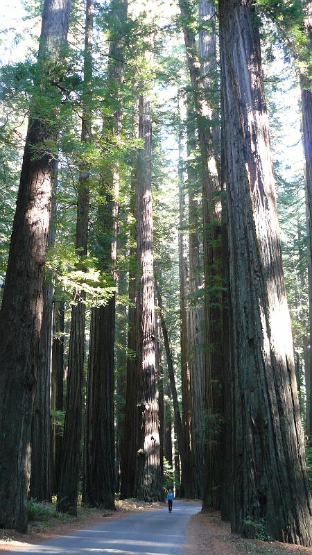 P1060769.JPG - Big ass tree I think was the name of the species. Rebecca is the one in blue.