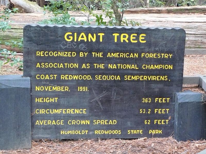 P1060791.JPG - The biggest tree in the area