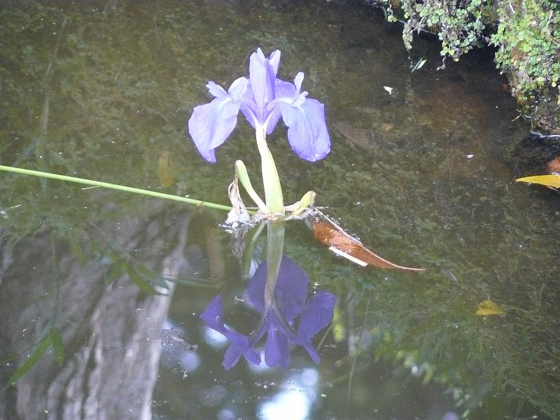 P1060860.JPG - A few neat things. An iris