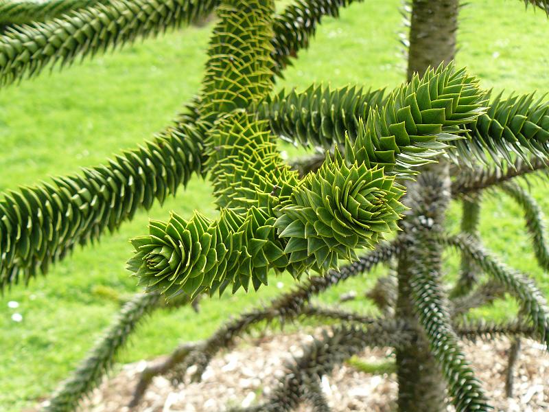 P1060883.JPG - MONKEY PUZZLE TREE!!!!!!!!