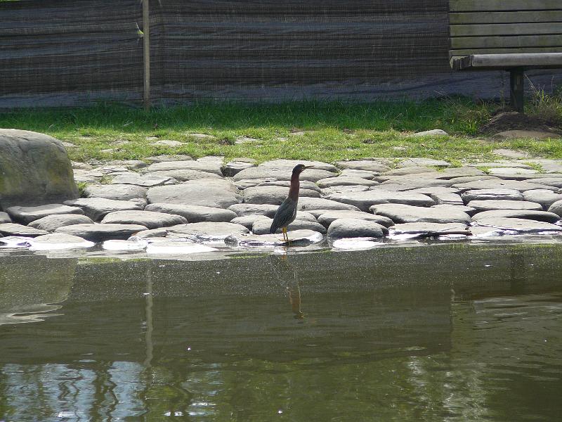 P1060885.JPG - Green heron
