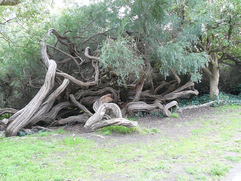 P1060905.JPG - Crazy bush/tree.