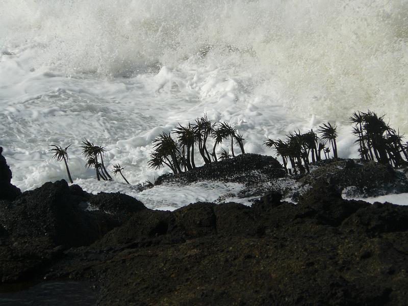 P1060319.JPG - These plants have some incredible grab on the rocks