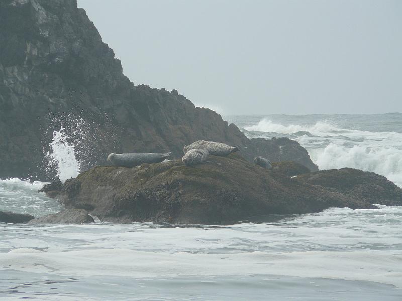 P1060378.JPG - Rebecca's first seal sighting