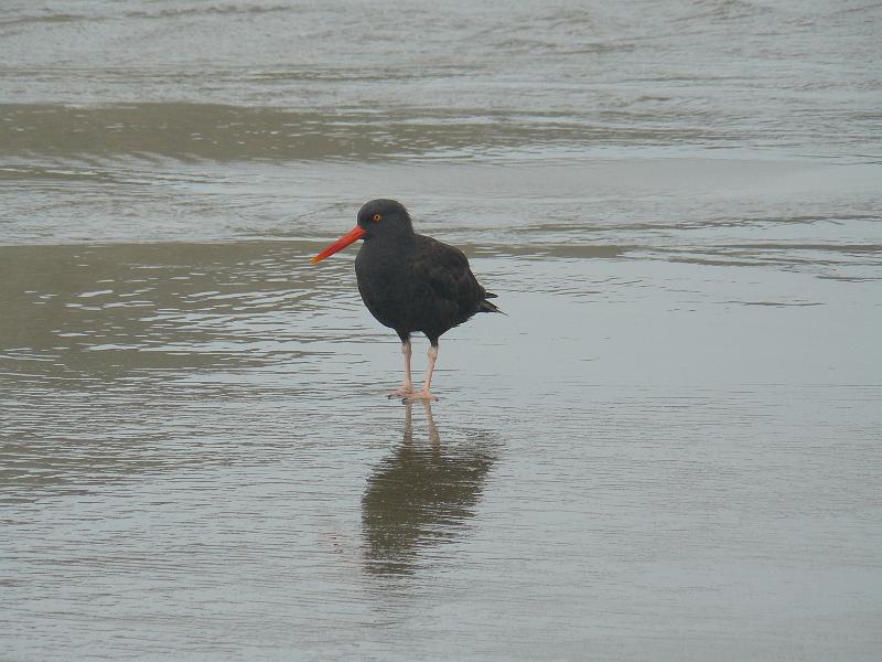 P1060444.JPG - OYSTERCATCHER!!!!