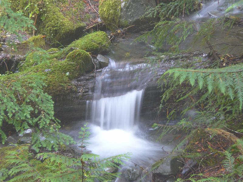 P1050919.JPG - Babbling BrookOlympic National ParkNational Park Service