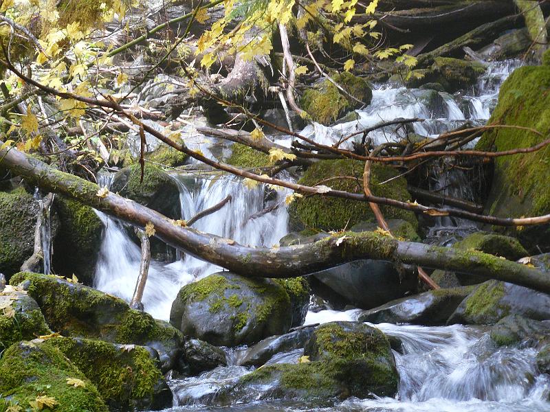 P1050926.JPG - Cool CreekOlympic National ParkNational Park Service