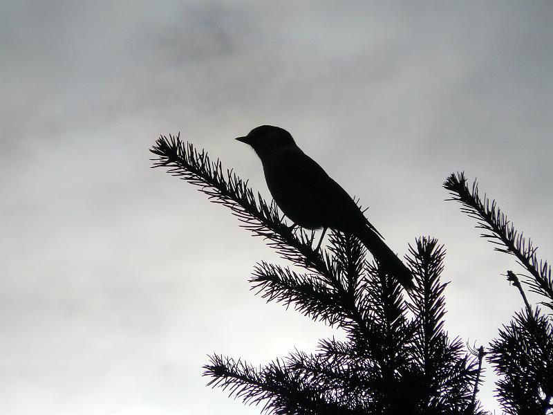 P1060117.JPG - Silhouetted BirdHurricane Ridge, Olympic National ParkNational Park Service