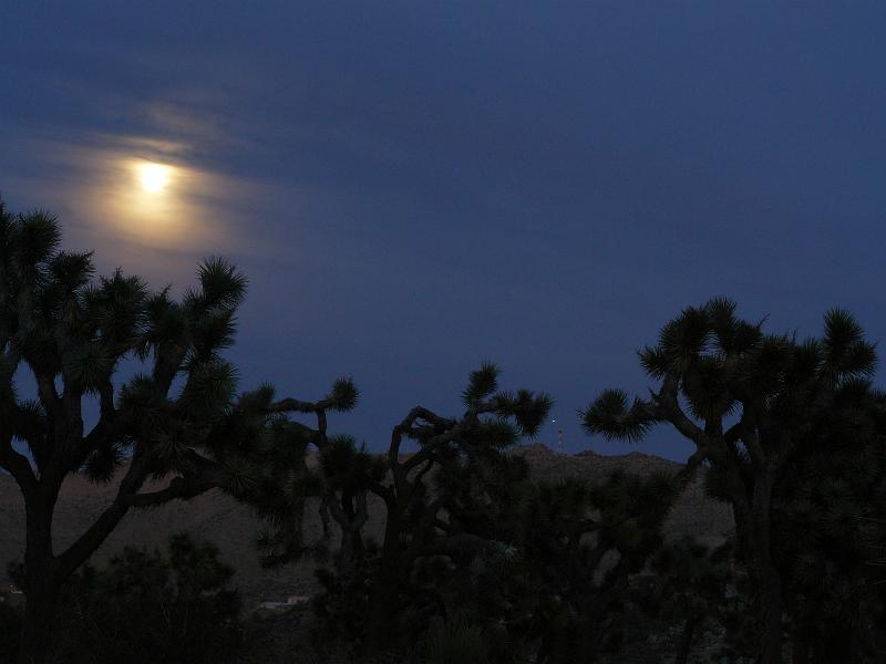 P1080288.JPG - Cloudy Moon behind the joshua treesJoshua Tree National ParkNational Park Service