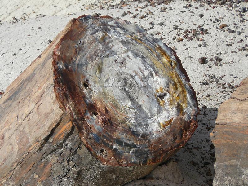 P1080671.JPG - Petrified WoodPetrified Forest National ParkNational Park Service