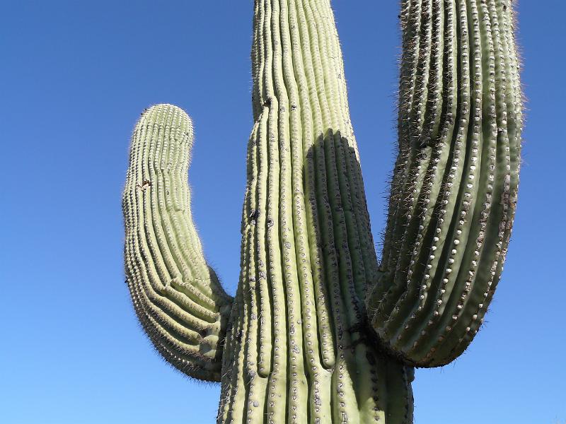 P1080863.JPG - Saguaro National Park