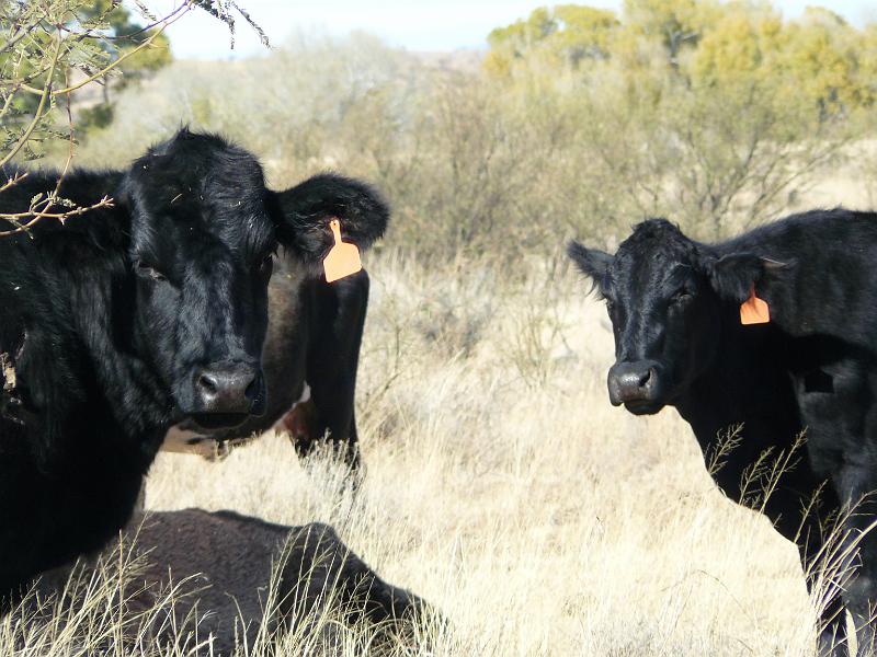 P1080976.JPG - Agua Fria Conservation Area