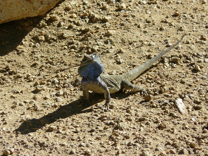 P1070661.JPG - A blue-headed lizard of some sort.