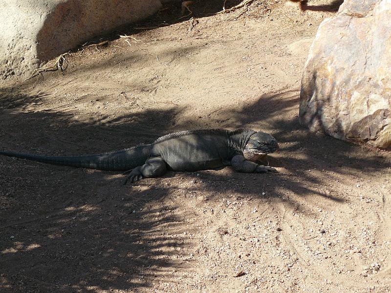 P1070665.JPG - An iguana