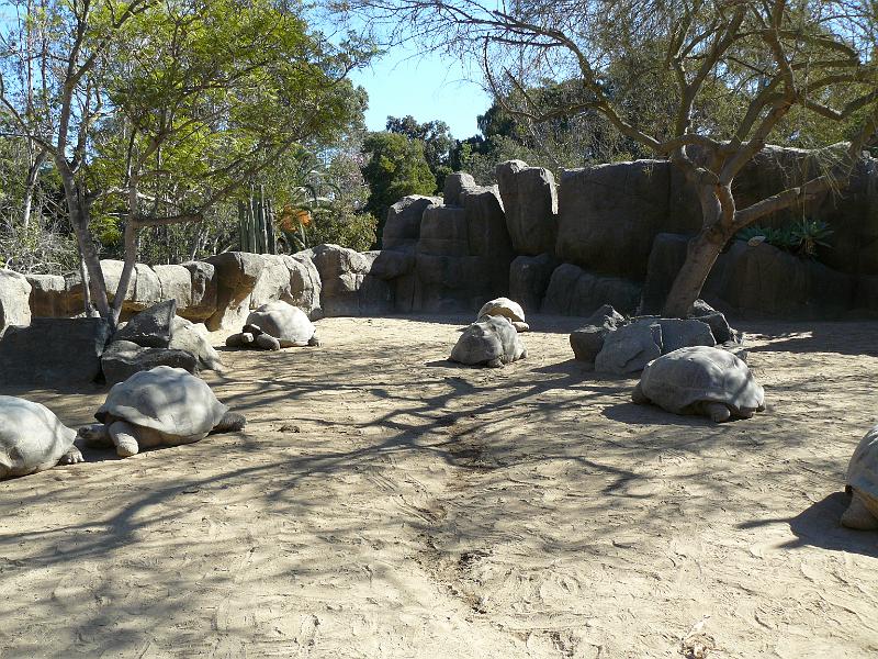 P1070670.JPG - Those are Gallapagos tortoises. They were HUGE!!!