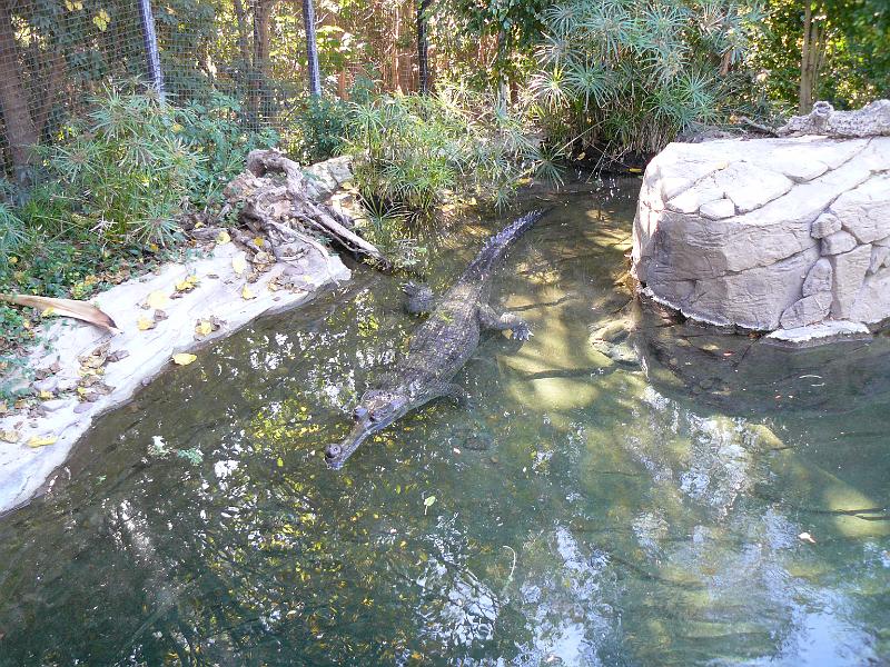 P1070681.JPG - This was a crocodile relative.