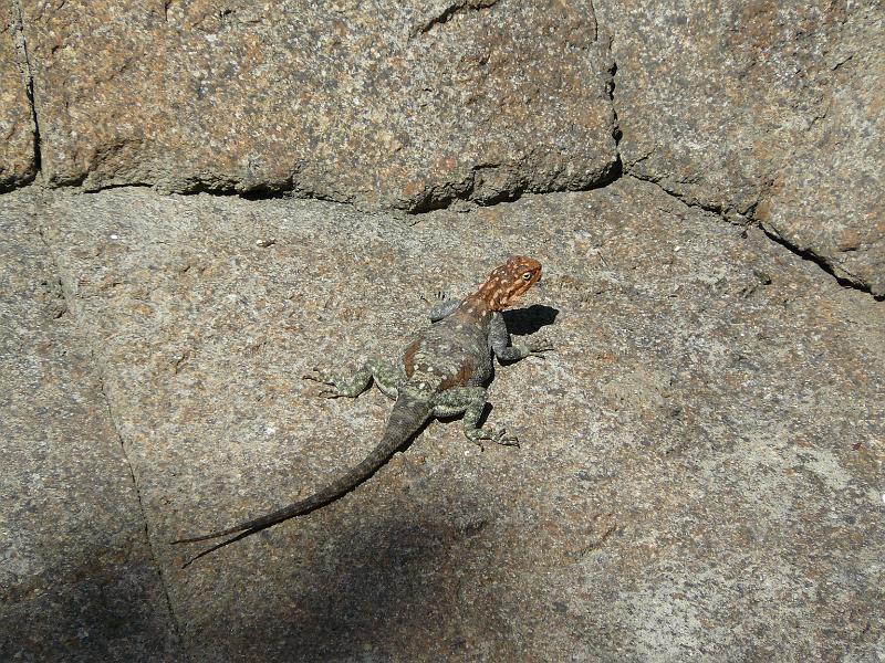 P1070690.JPG - Red-headed lizard for Relly.