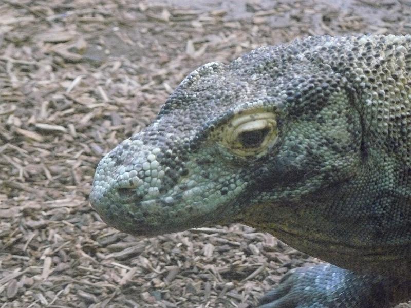 P1070696.JPG - Komodo Dragon. I tried to feed Rebecca to him, but the zookeepers said it would be unhealthy for the dragon.