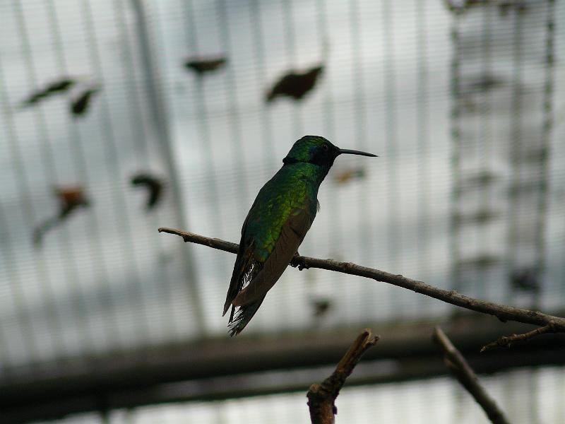 P1070706.JPG - A hummingbird