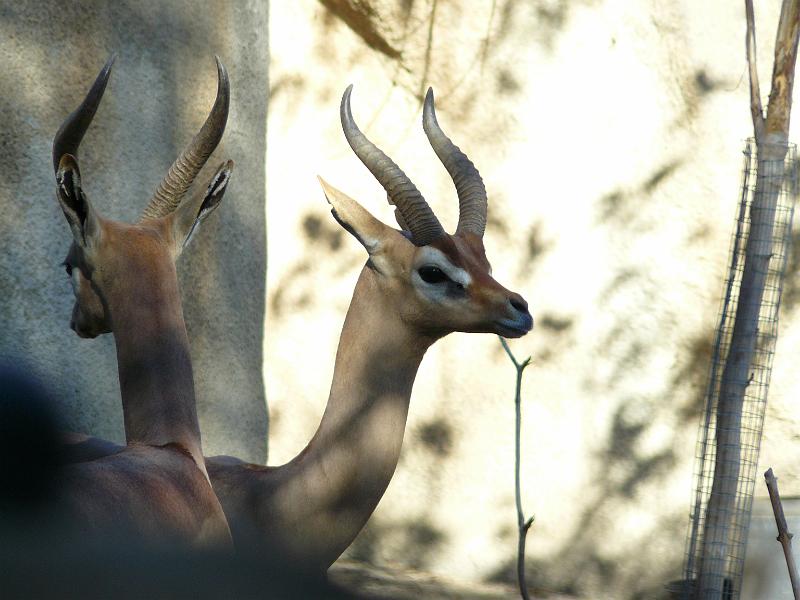 P1070725.JPG - Antelope or something