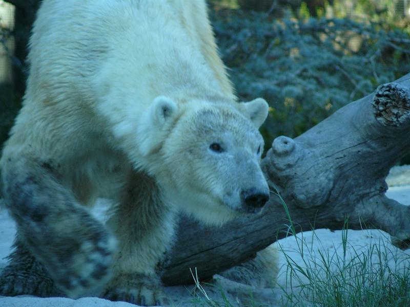 P1070737.JPG - Polar Bear