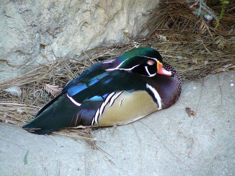 P1070755.JPG - Wood Duck