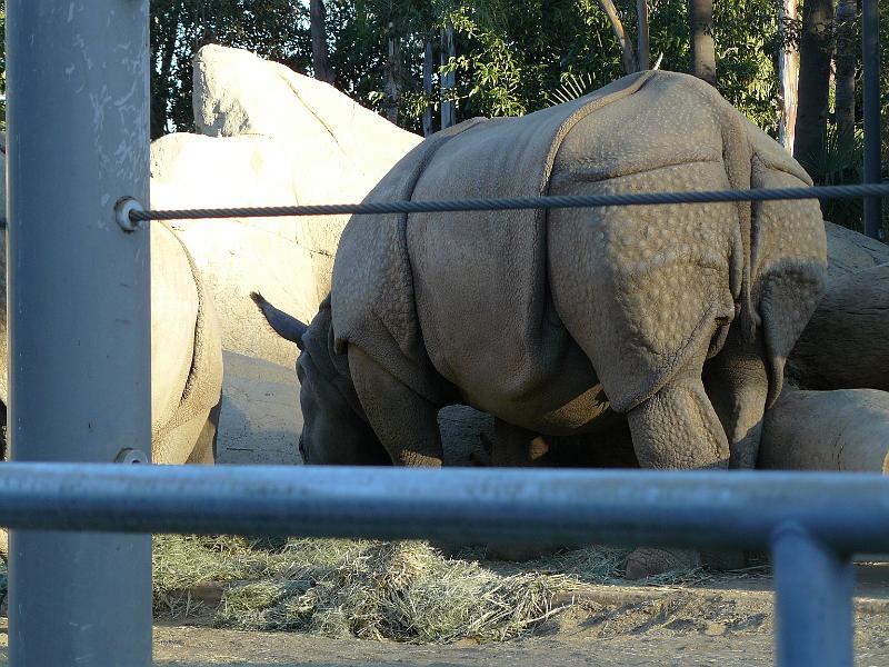 P1070778.JPG - Rhino bum