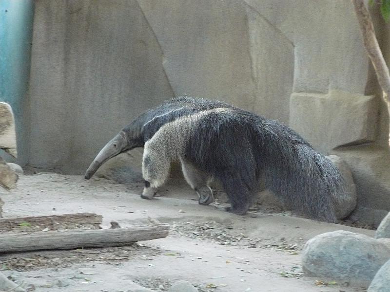 P1070779.JPG - Anteater