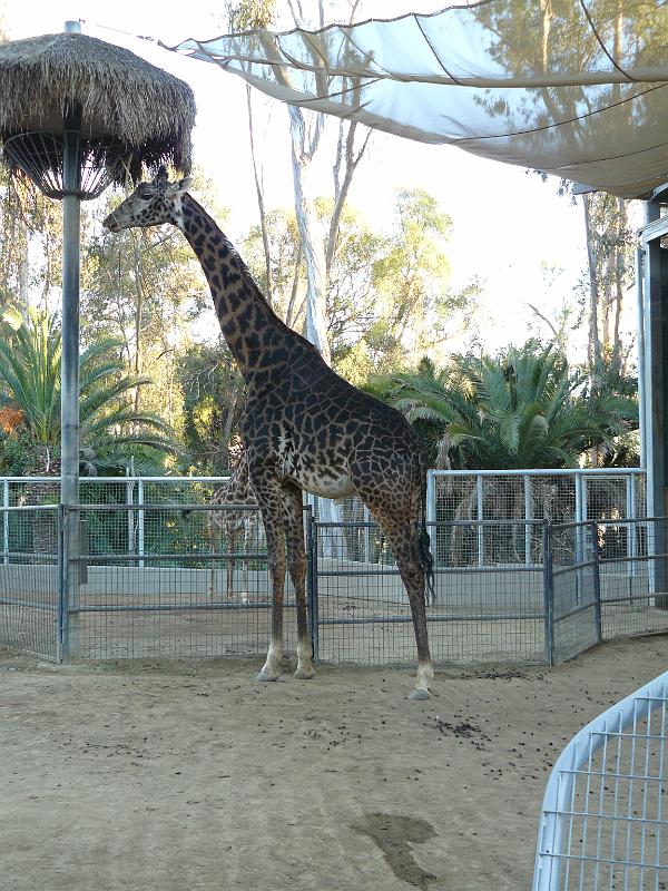 P1070783.JPG - Giraffe