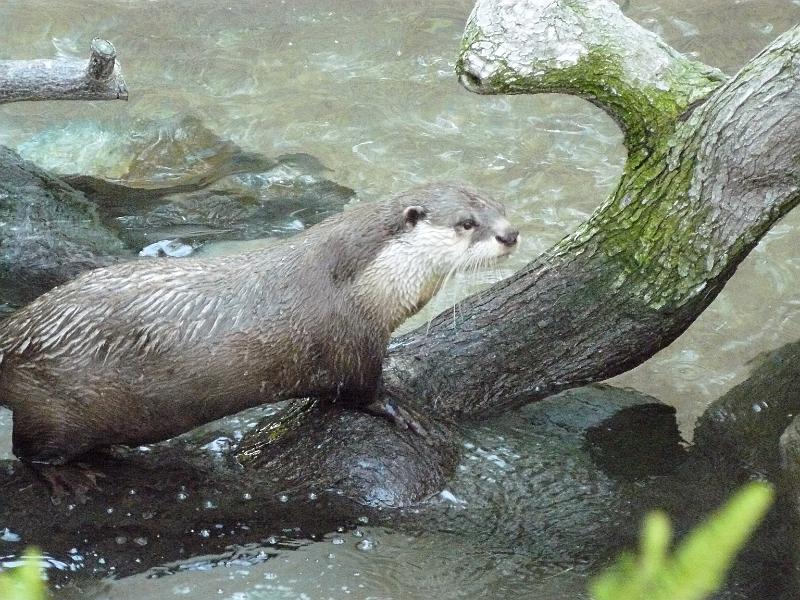 P1070796.JPG - The otters were really cute. They were tough to photgraph though because they wouldn't stop moving.