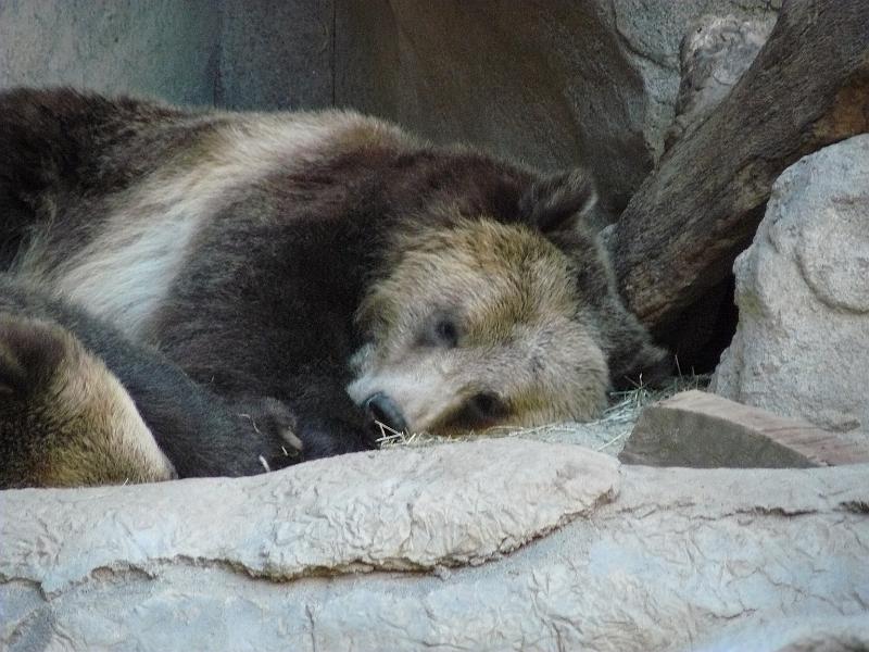 P1070805.JPG - The mighty Grizzly Bear. Not so mighty here.