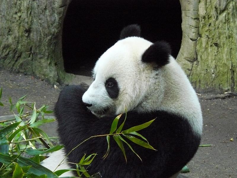 P1070819.JPG - The cute panda bear. Don't be fooled, these things would eat you if they had the chance.