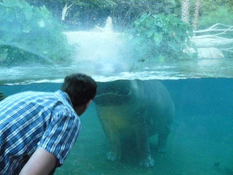 P1070840.JPG - I almost made-out with a hippo