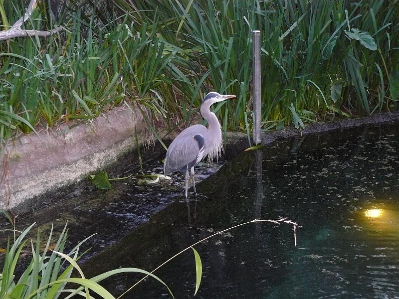 P1070846.JPG - Heron