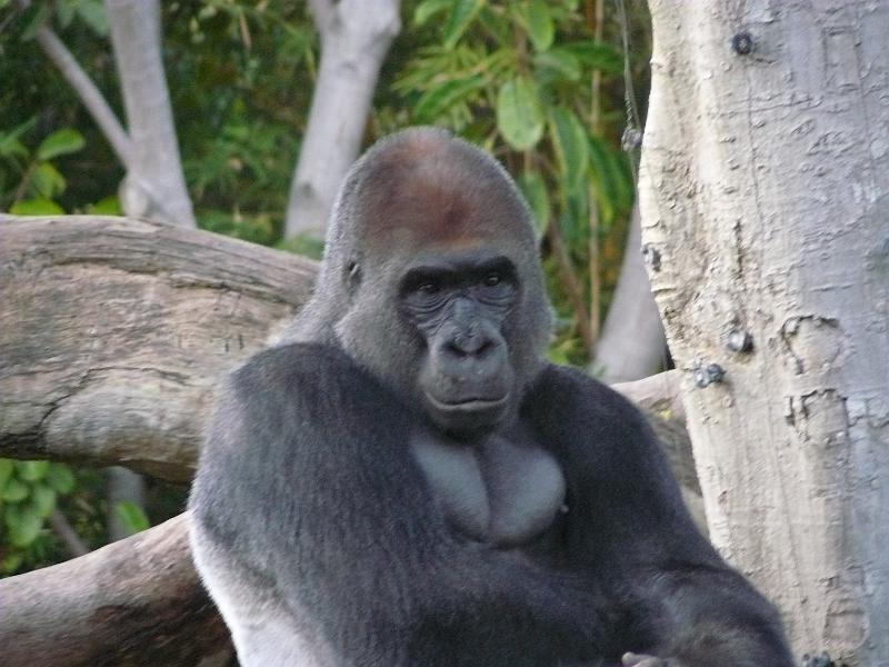 P1070847.JPG - The thoughtful gorilla. He really seemed intelligent and that he was watching us as much as we were watching him.