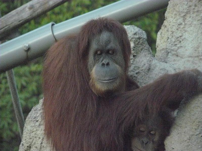 P1070856.JPG - Orangutan