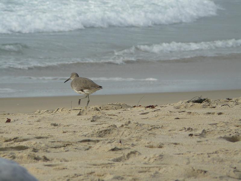 P1070924.JPG - Sandpiper