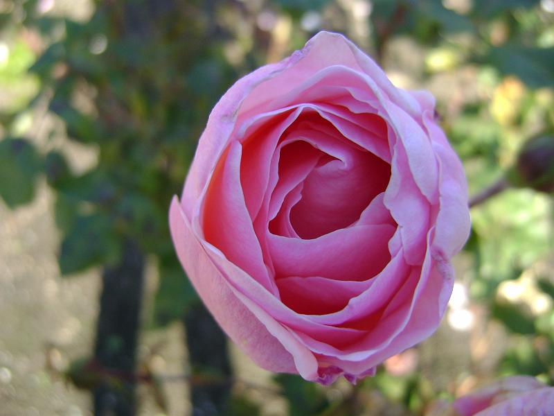 DSC03622.JPG - Pretty. I bought this Rose for Queebs