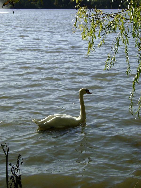 DSC03636.JPG - A swan