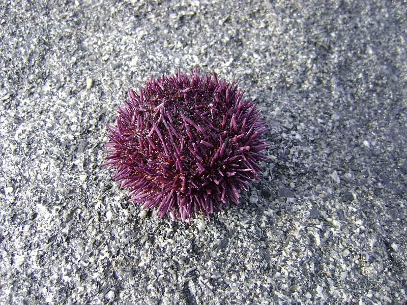 DSC03683.JPG - Rebecca saw her first sea urchin
