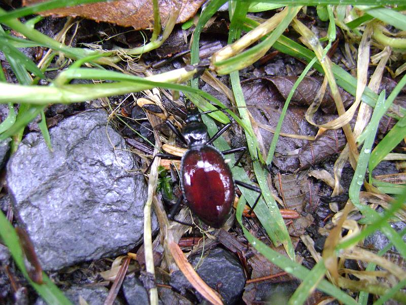 DSC03692.JPG - Rebecca's new friend