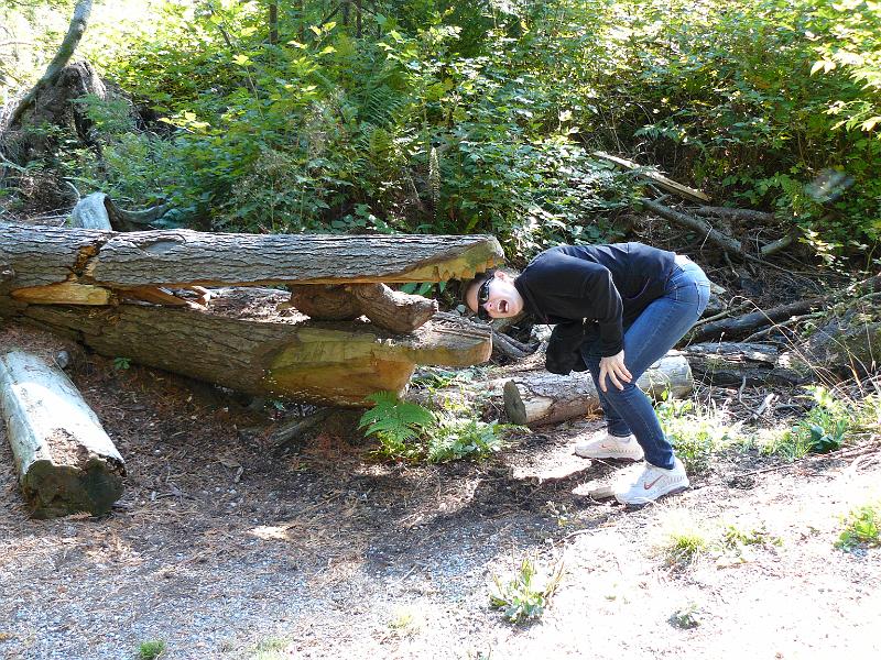 P1050516.JPG - Funny alligator tree sculpture in Stanley Park